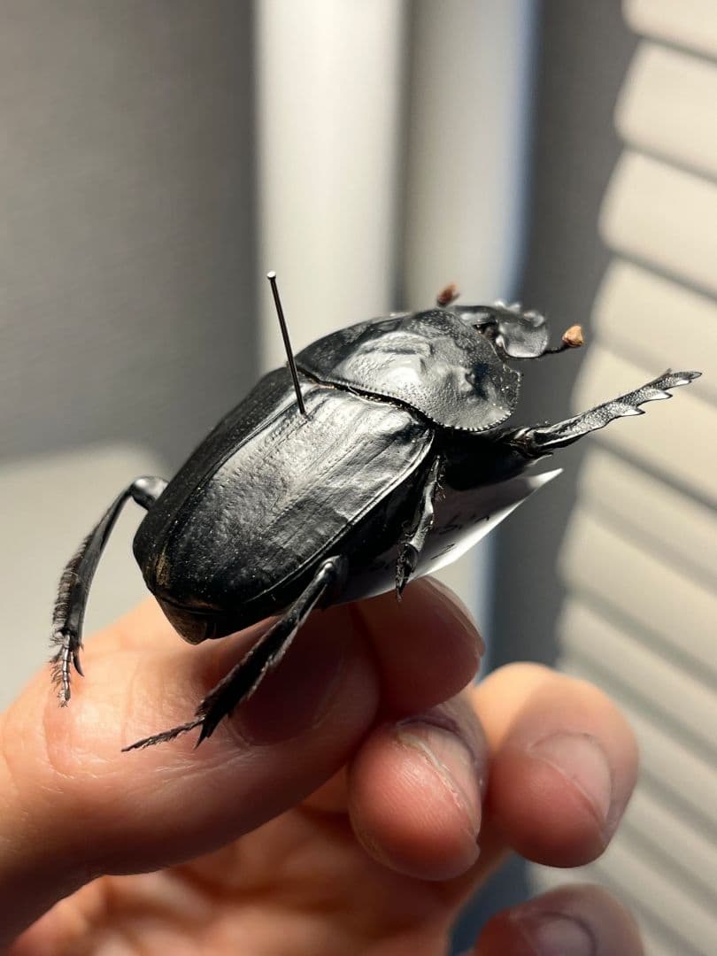 【属内2位】スネブトタマオシコガネ スカラベ糞虫フンチュウ昆虫標本