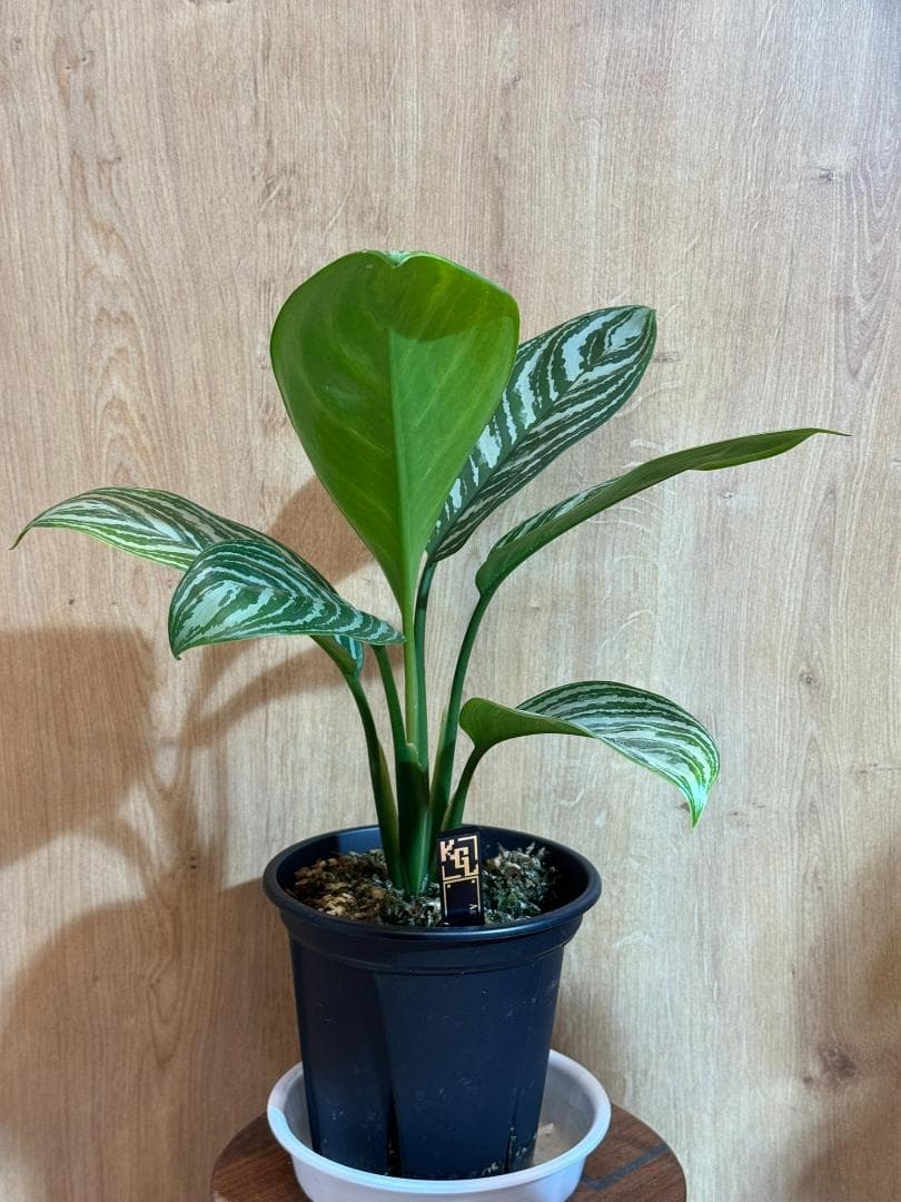 アグラオネマ 二ティドゥーム カーティシー 管理番号0011