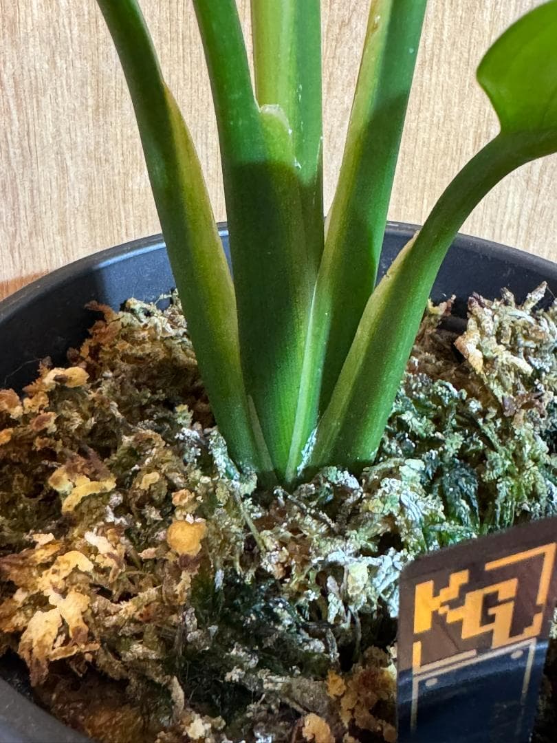 アグラオネマ 二ティドゥーム カーティシー 管理番号0011