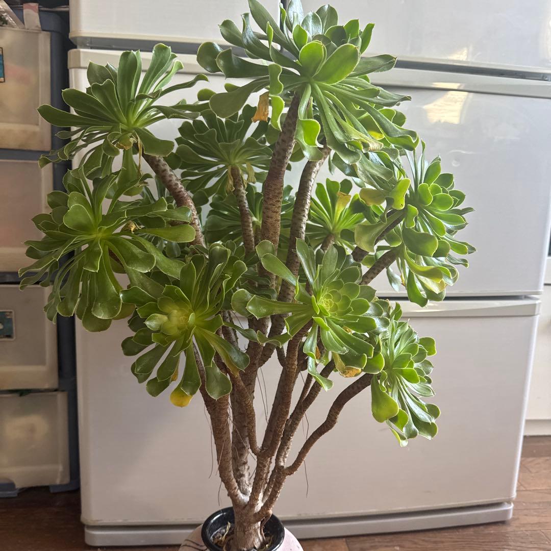 多肉植物緑カシミヤの法師古株18頭