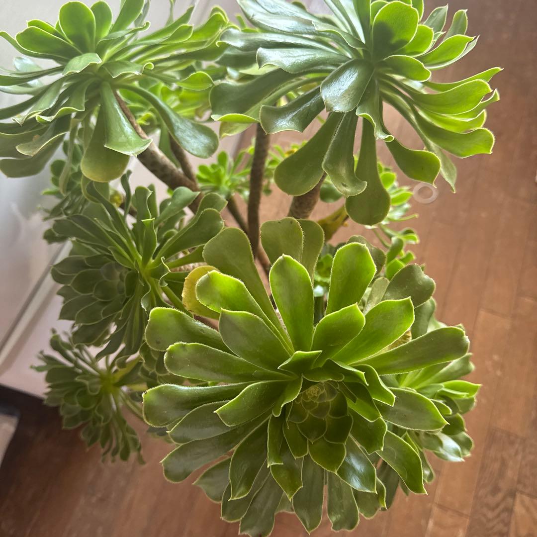 多肉植物緑カシミヤの法師古株18頭