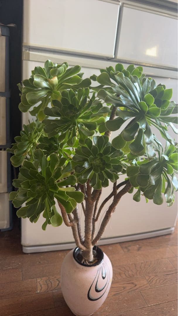 多肉植物緑カシミヤの法師古株18頭