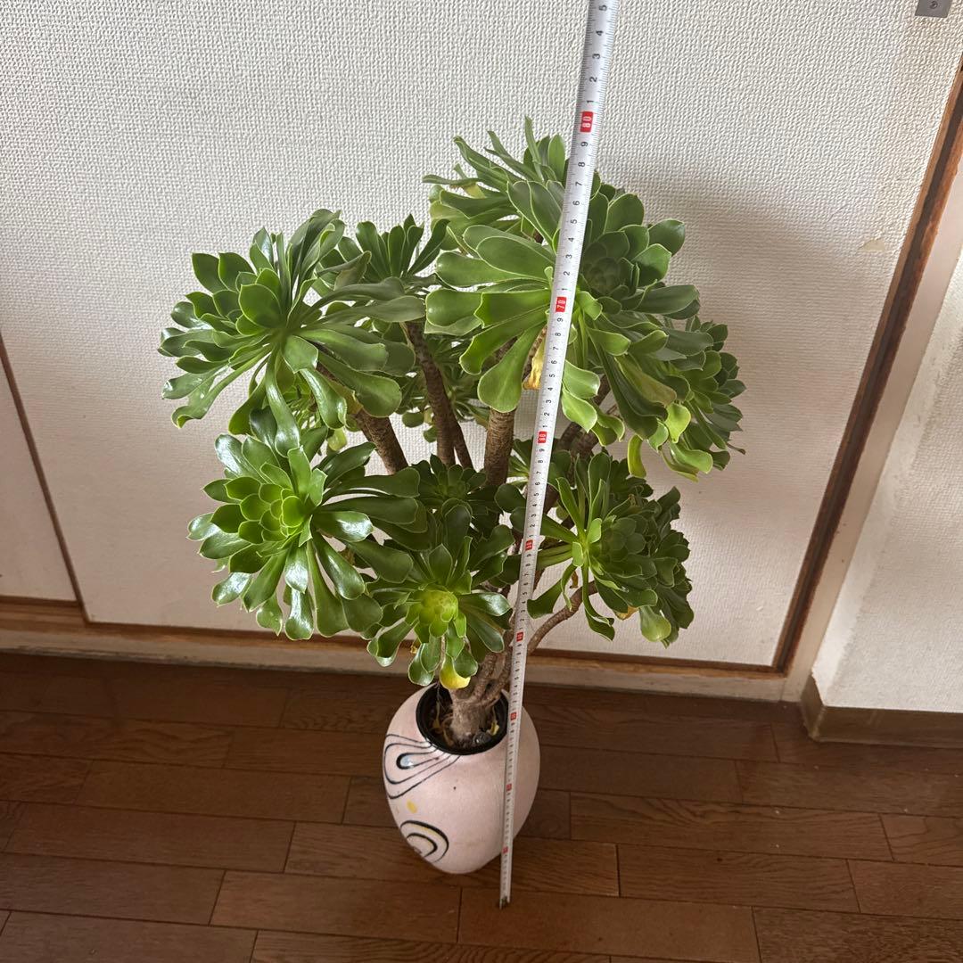 多肉植物緑カシミヤの法師古株18頭