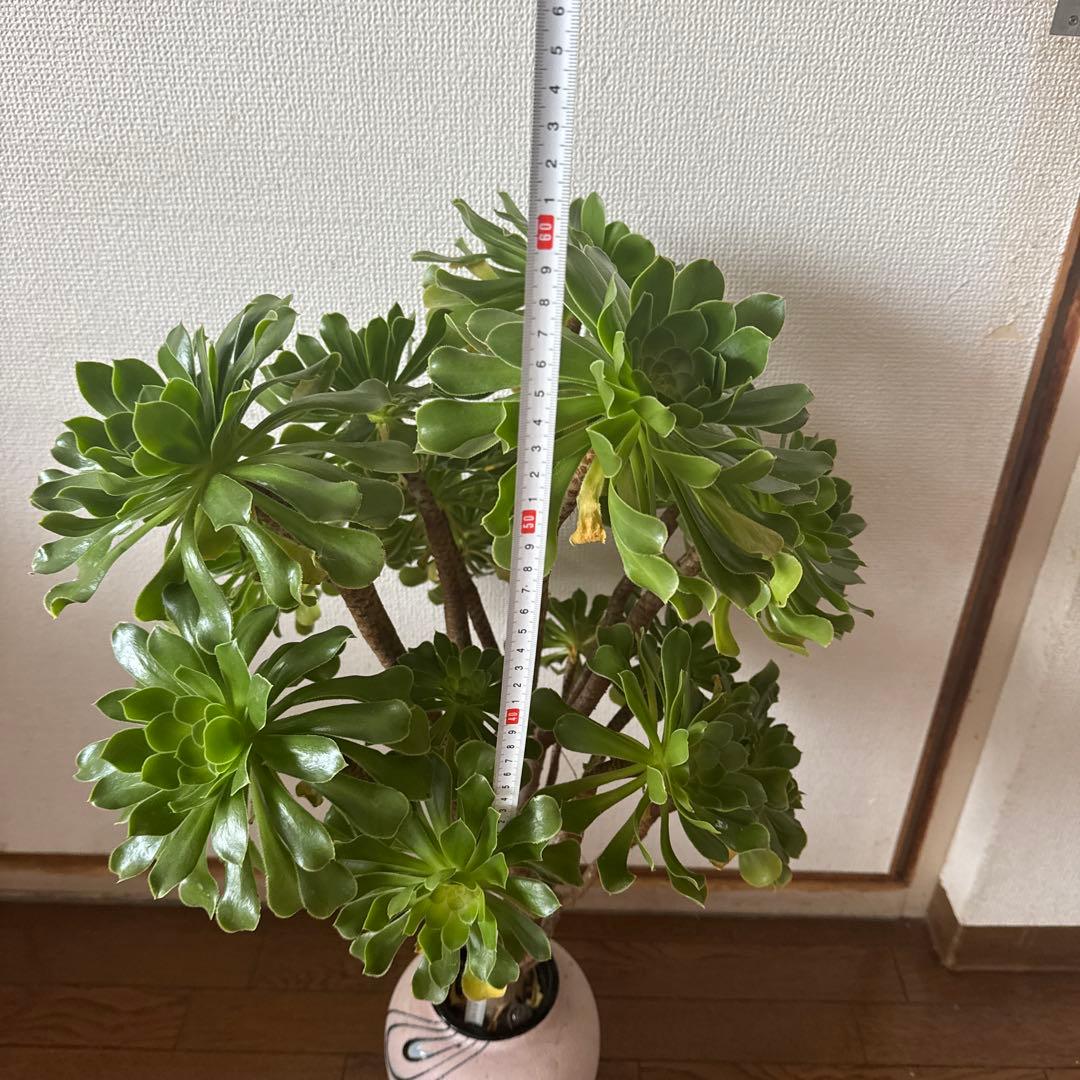 多肉植物緑カシミヤの法師古株18頭